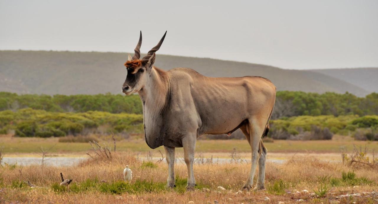 De Hoop Collection - Equipped Cottages De Hoop Nature Reserve المظهر الخارجي الصورة