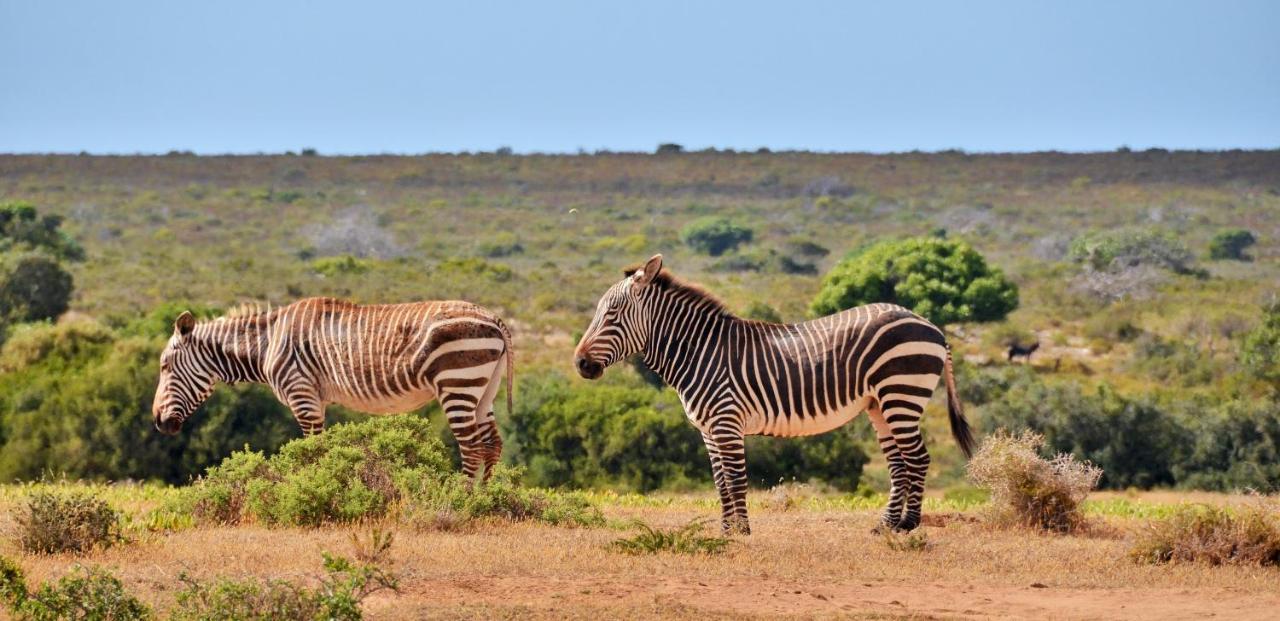 De Hoop Collection - Equipped Cottages De Hoop Nature Reserve المظهر الخارجي الصورة